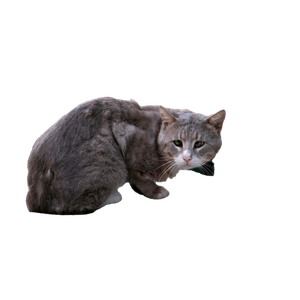 A Grey Domestic Cat Sitting On A Stone Wall Outdoors In İZmir, TüRkiye. 19173 - Cat PNG image with transparent background